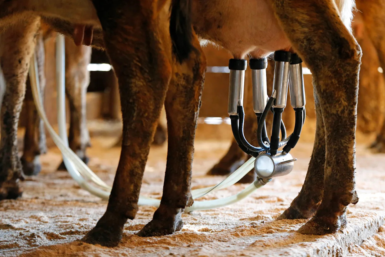 Raw milk sickens 21 people in Florida including 6 children