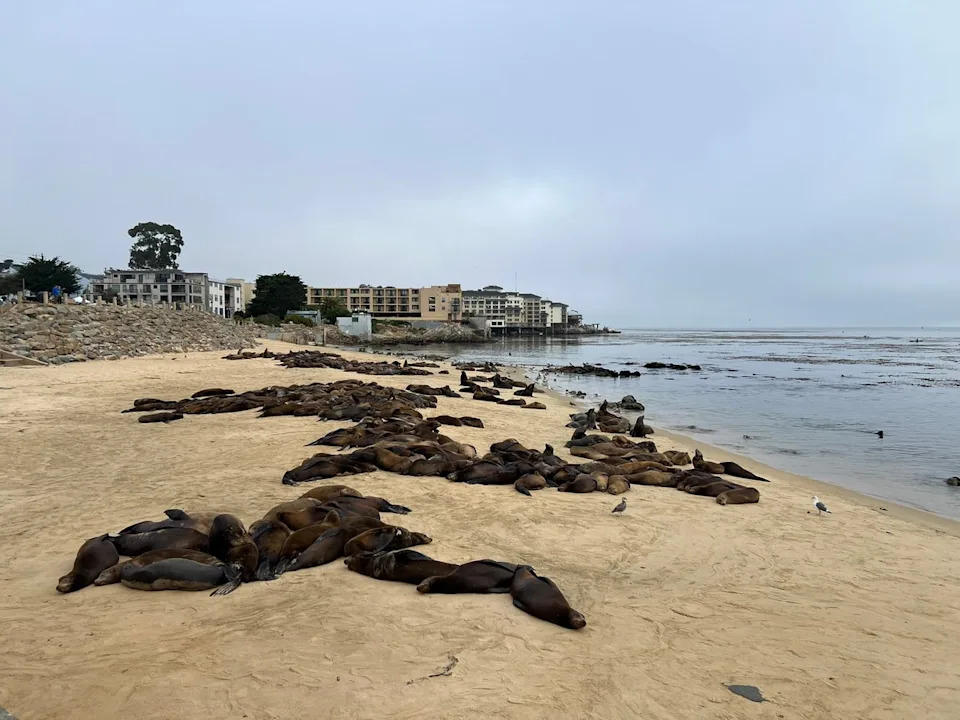 Dozens, sometimes hundreds, of sea lions have annually taken over San Carlos Beach in Monterey, California, in recent years (City of Monterey)
