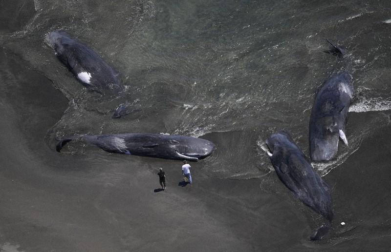 ＜1分で解説＞すでに死んでいた　千葉・館山で打ち上げられたクジラ