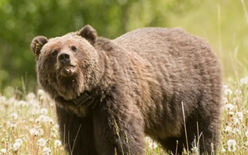 Officials say the grizzly attack was ‘defensive in nature’ (Parks Canada/Dan Rafla)