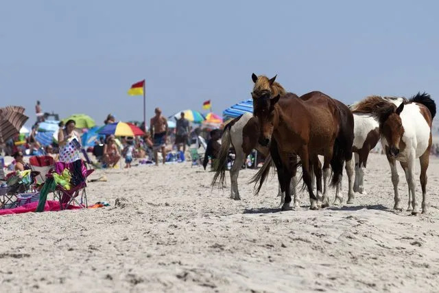 Andrew Caballero-Reynolds/AFP/Getty  Beachgoers at Assateague Island, Maryland in 2015