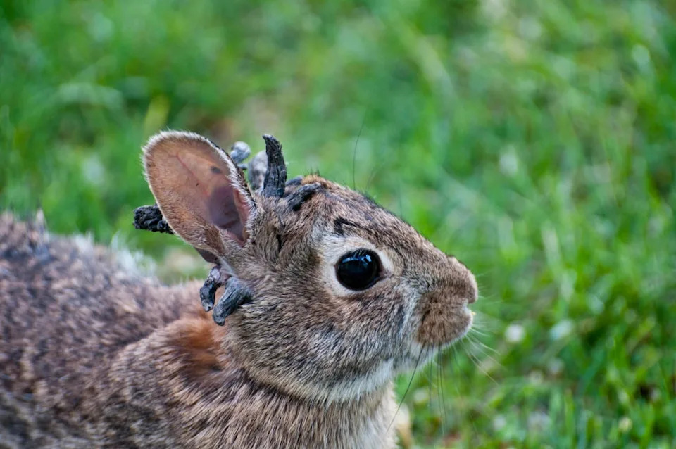 Rabbit with unusual growths on its head, resembling tiny horns, standing on grass