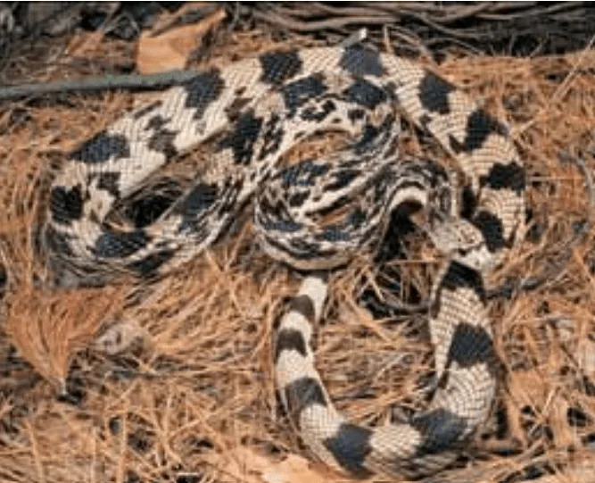 Northern pine snake (John MacGregor | Kentucky Department of Fish and Wildlife)