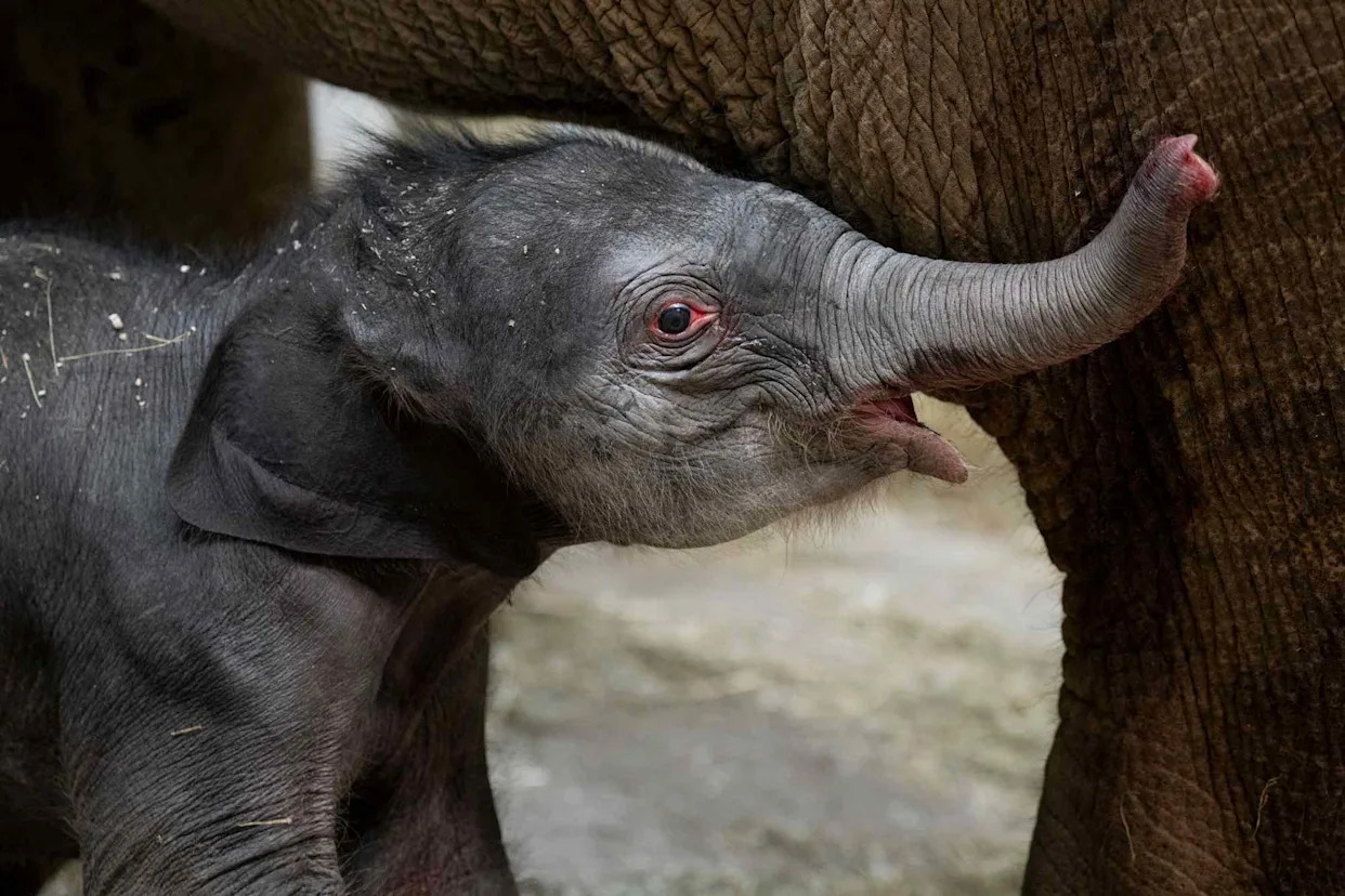 Grahm S. Jones/Columbus Zoo and Aquarium The baby Asian elephant.