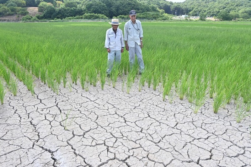 農家「あと10日で枯れる」　記録的小雨で田んぼにひび　大分北部