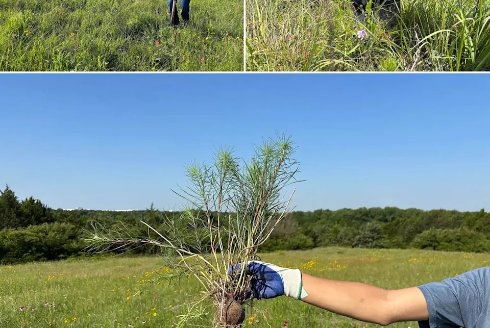 Max Yan (top, with shovel) and other members of the Blackland Prairie Restoration Crew at St. Mark’s School rescue plants at Coneflower Crest, a prairie in southern Dallas slated for demolition.