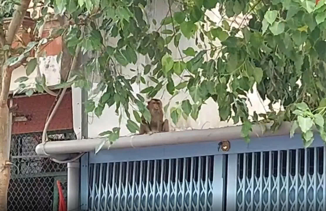 'Quậy tung' nhà dân ở TPHCM, khỉ đuôi lợn bị bắn bằng súng gây mê