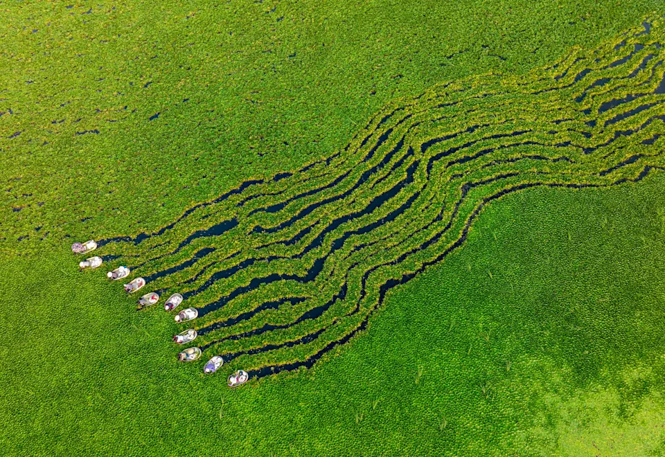 An aerial view of 11 people rowing small water chestnut buckets side-by-side through vegetation, leaving parallel wiggly trails behind them.