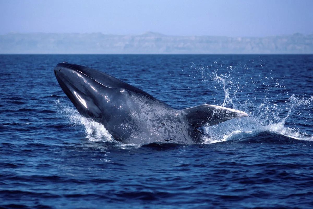Blue whales have gone silent. Why that has scientists worried about Earth’s biggest animals ... and the ocean