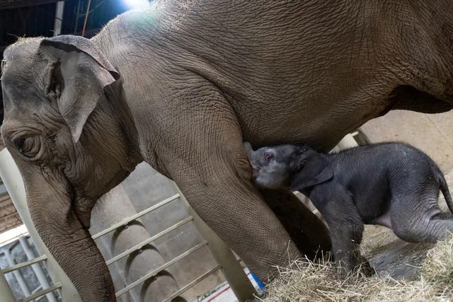 Grahm S. Jones/Columbus Zoo and Aquarium The new baby Asian elephant and mom Sundara.