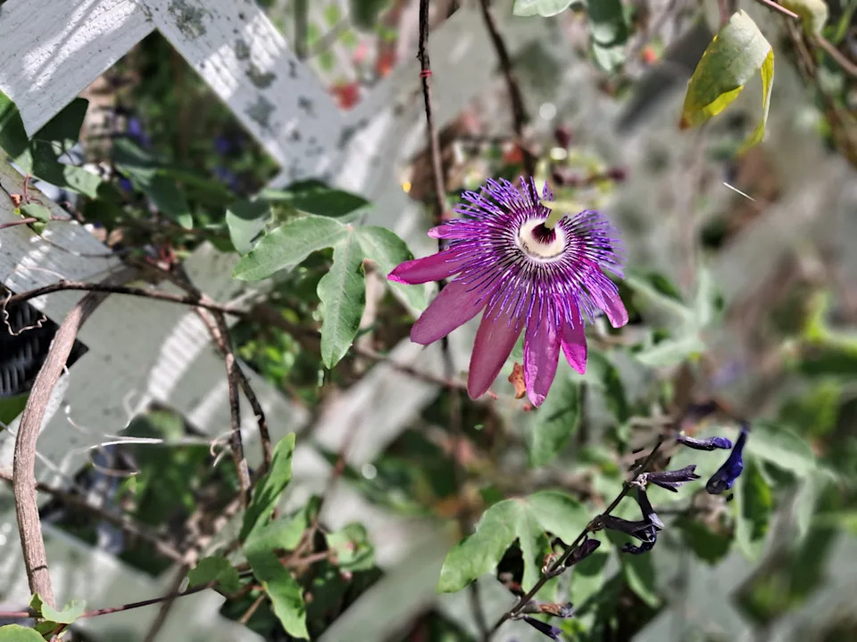The alien-looking purple passionflower will draw gulf fritillary butterflies to your yard.