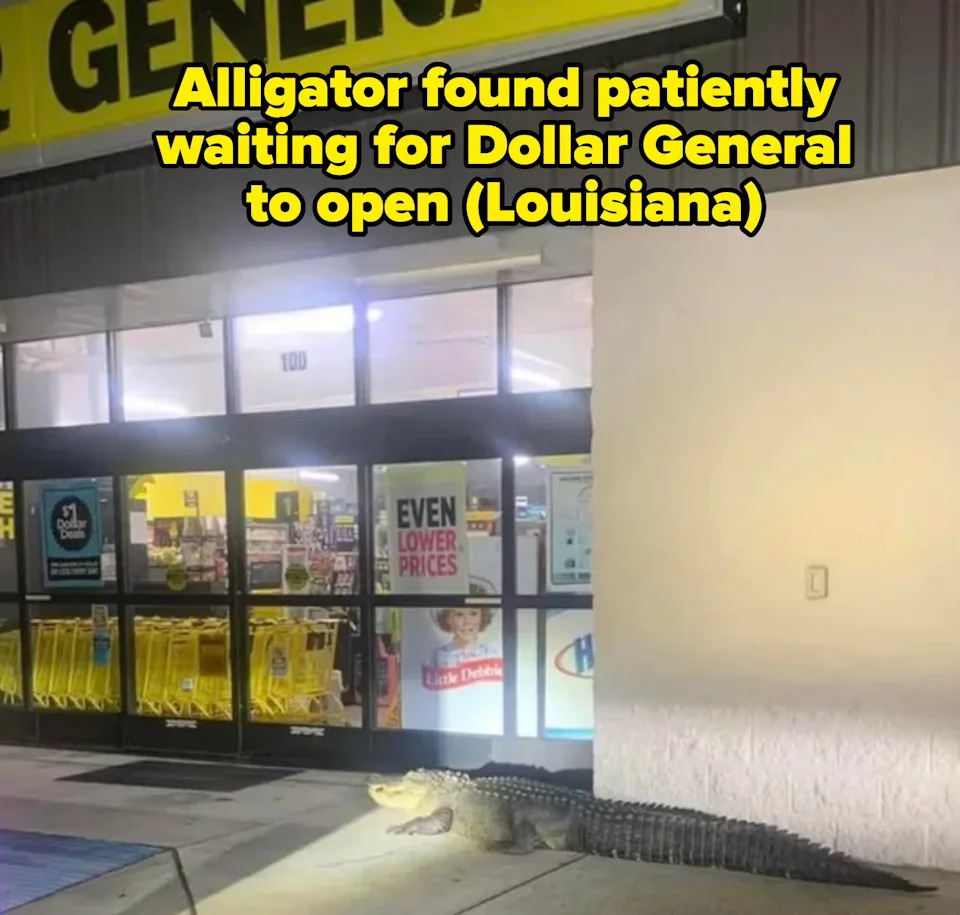 Alligator lies in front of a store entrance at night, illuminated by exterior lights