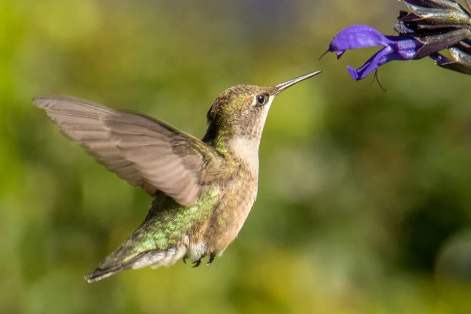 It's hummingbird migration season in Georgia. Here's how much longer they'll be around your feeder
