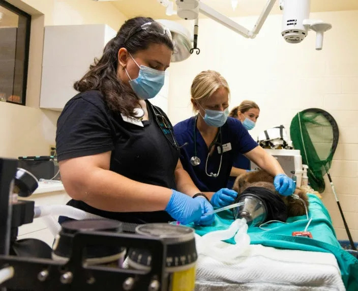 A black bear cub trio was rescued from the hills in Northern California and transported to a wildlife center in Southern California for treatment.