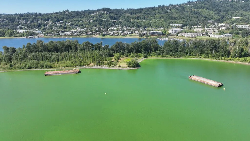 Annual algae bloom forms on Willamette River. A bill to stop it died in the Oregon House