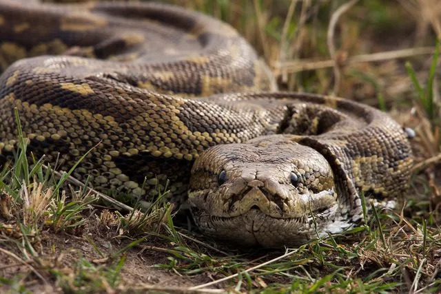 Getty Stock image of a python