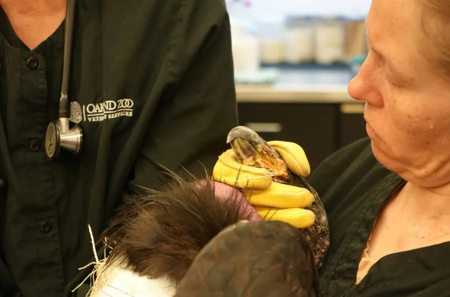 Condor No. 1019 is treated for lead poisoning at the Oakland Zoo. (Photos courtesy of the Oakland Zoo)