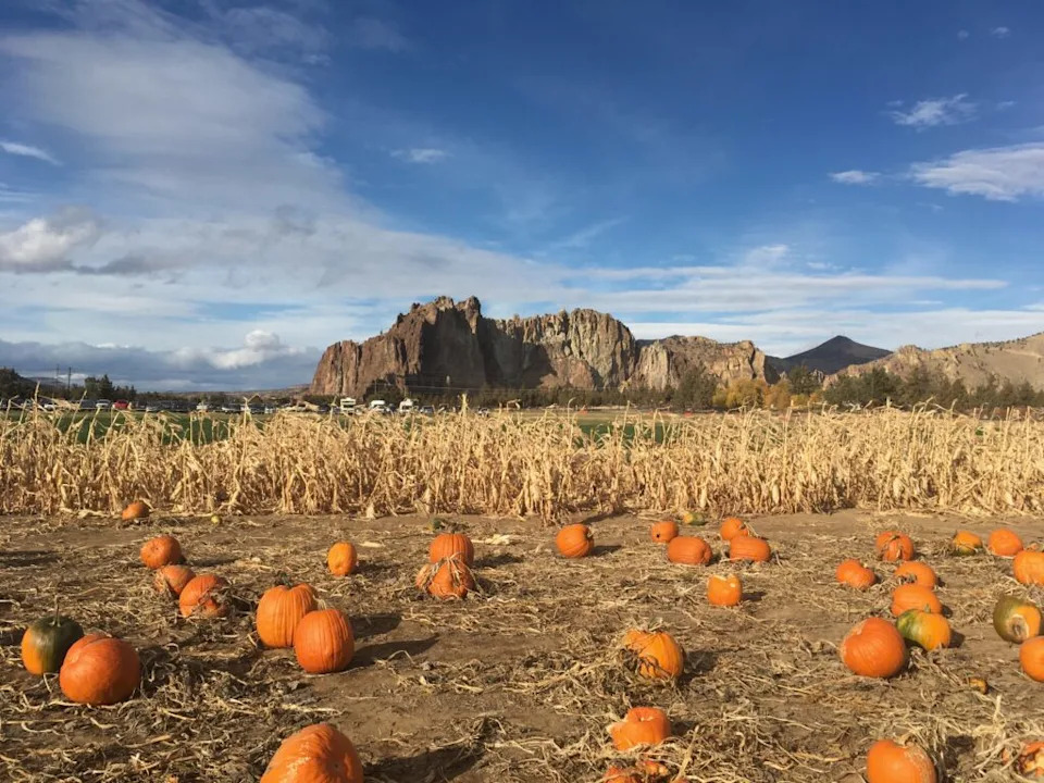  Pumpkins rest in a field with Smith Rock State Park in the background in 2017. The Smith Rock Ranch, like other Oregon farms, attracts visitors with fall-themed activities. (Julia Shumway/Oregon Capital Chronicle)