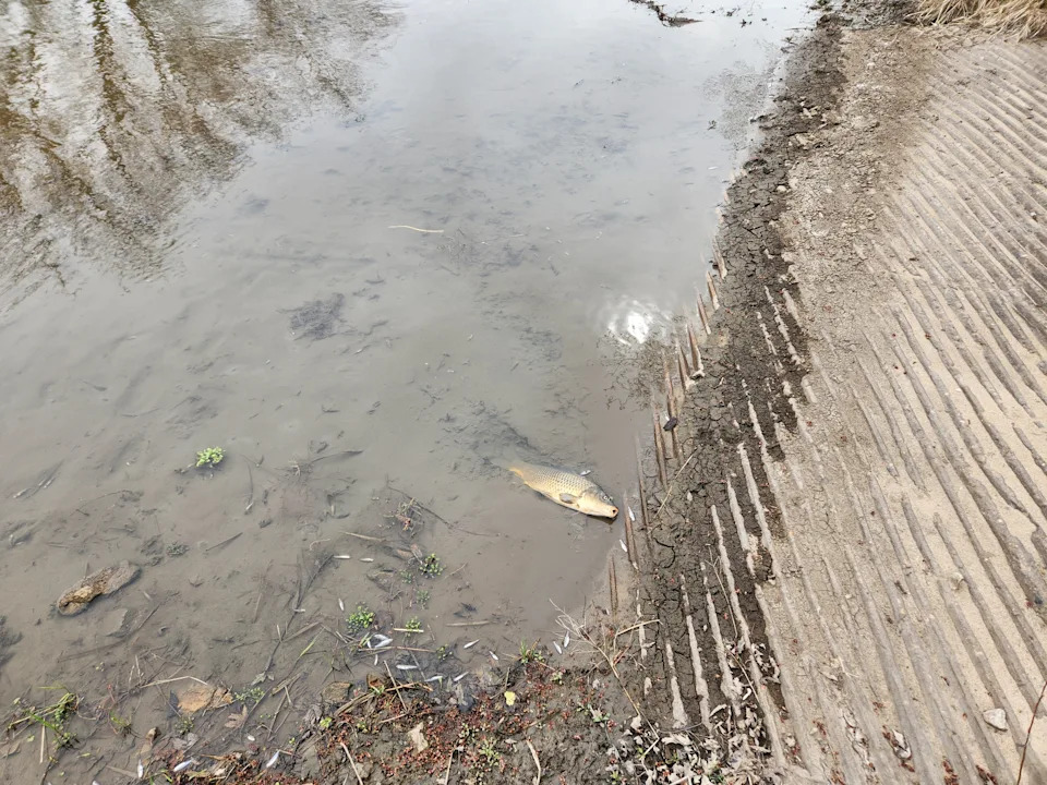 NEW Cooperative reported in March 2024 that a valve left open over a weekend resulted in the release of 265,000 gallons of liquid nitrogen into the East Nishnabotna River. The Iowa Department of Natural Resources says the spill killed more than 750,000 fish.